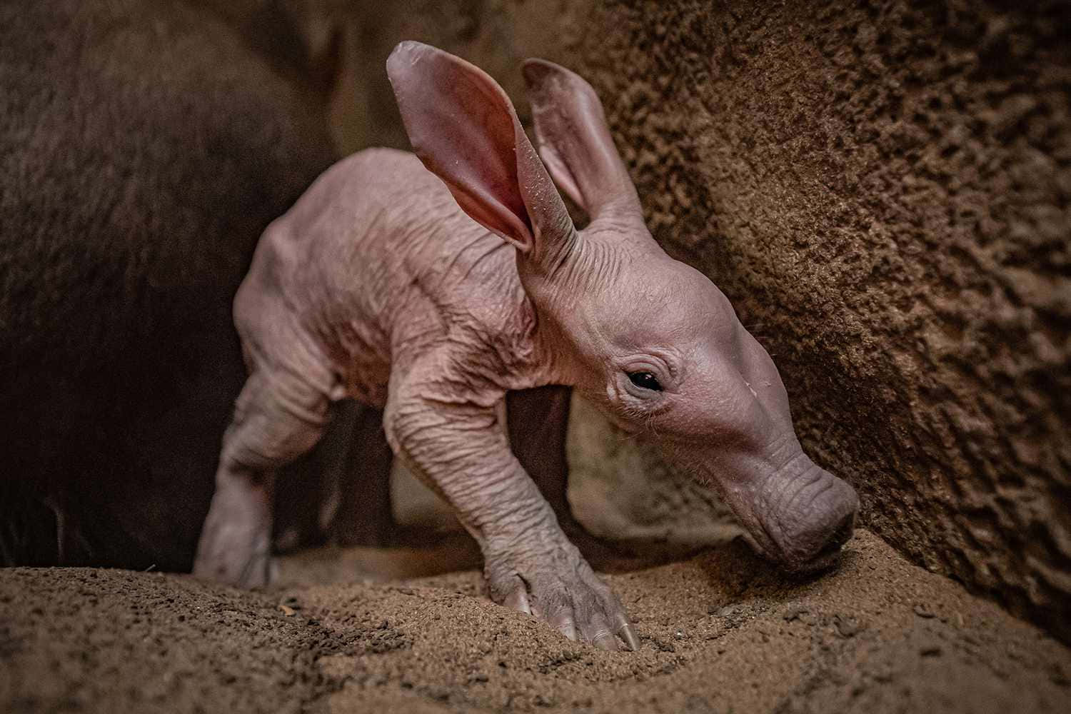 Baby Aardvark Exploring Wallpaper