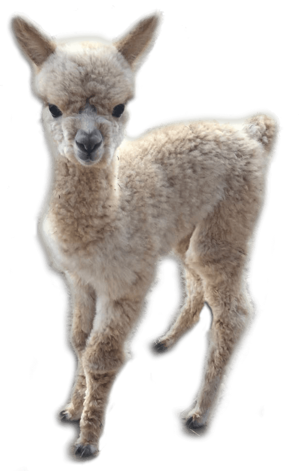 Baby Alpaca Standing Cutout.png PNG