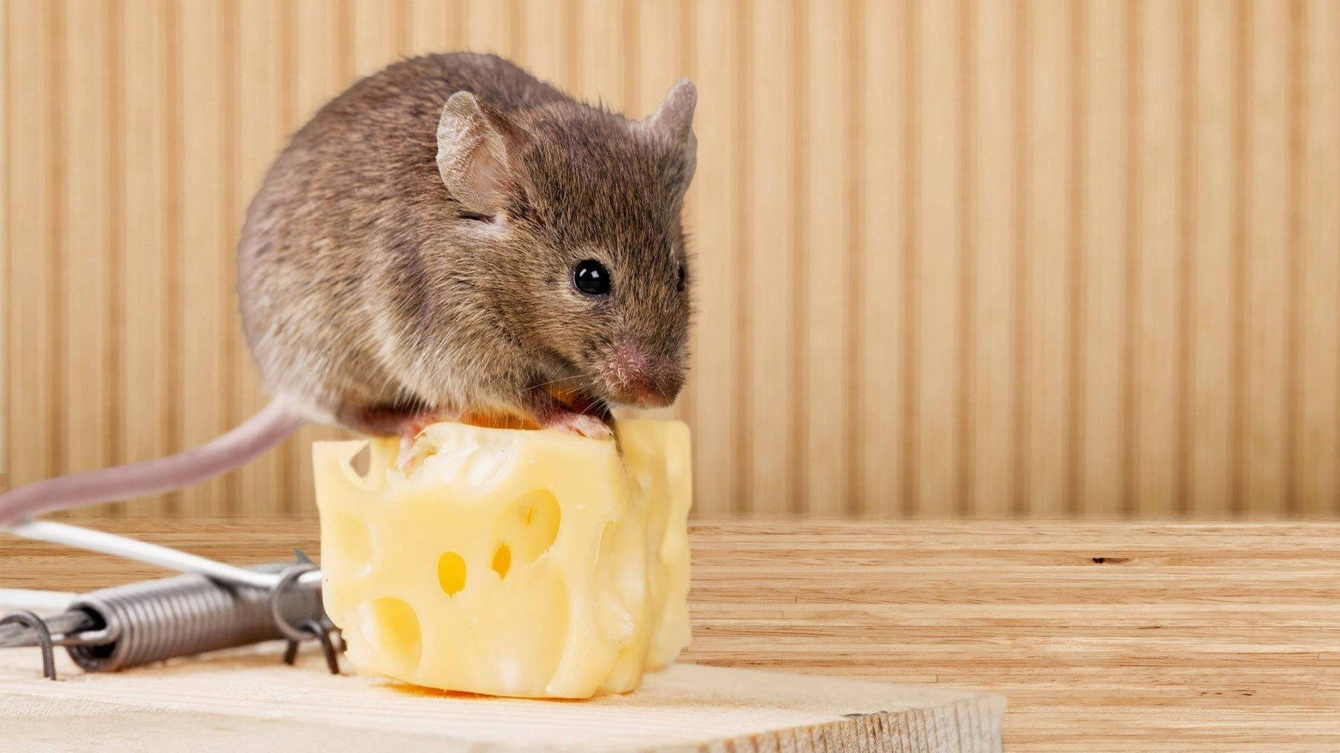 Baby Animal Mouse On Cheese Wallpaper