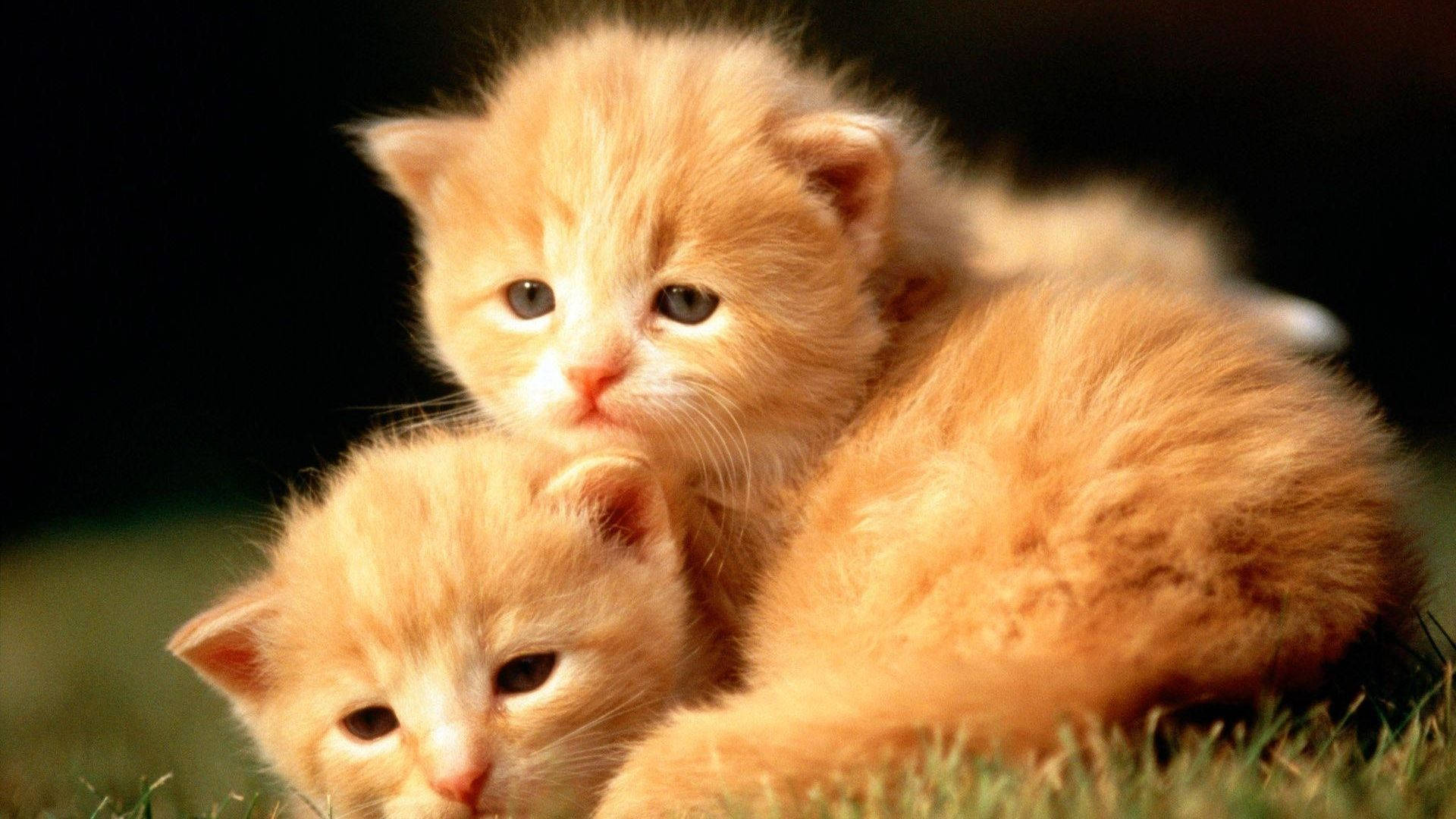 Baby Animal Orange Kittens Wallpaper