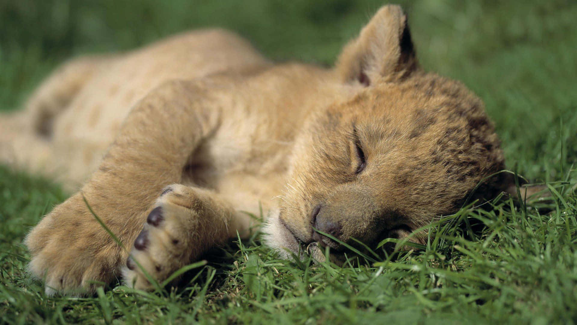 En løveunge sover på græsset.