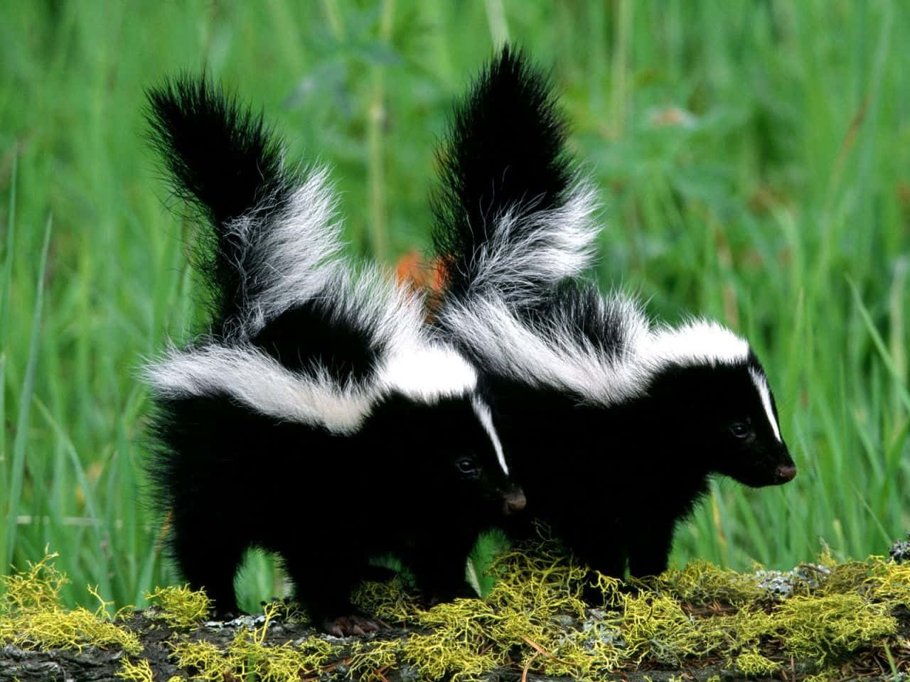 To skunks stående på en log i græsset