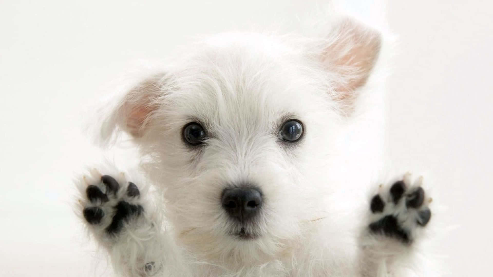 A White Puppy With Its Paws Up