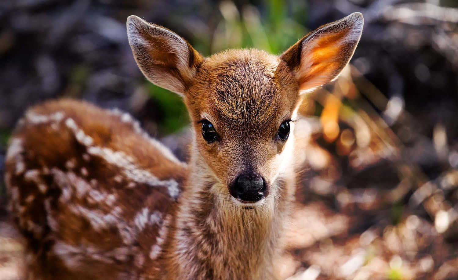 A Baby Deer Is Standing In The Woods