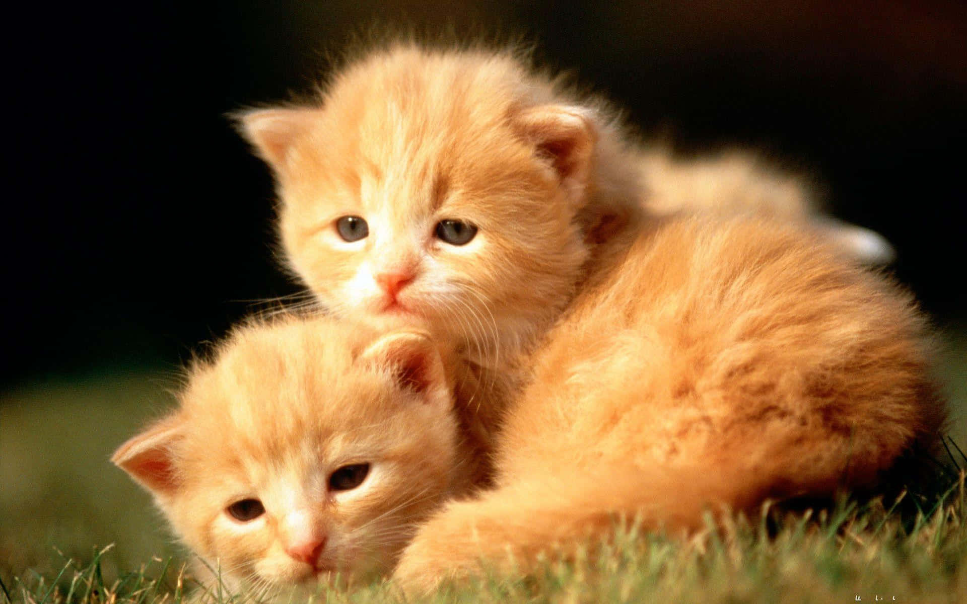 Download Baby Animal Pictures 1920 x 1200 