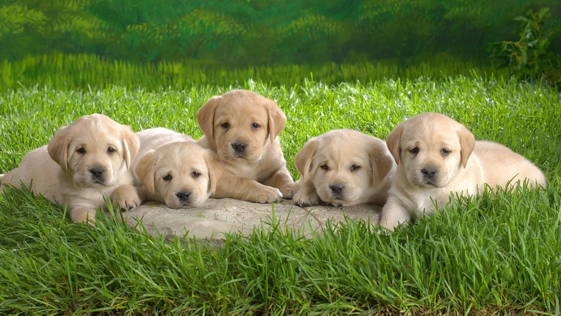 Baby Animal Puppies On The Field Wallpaper