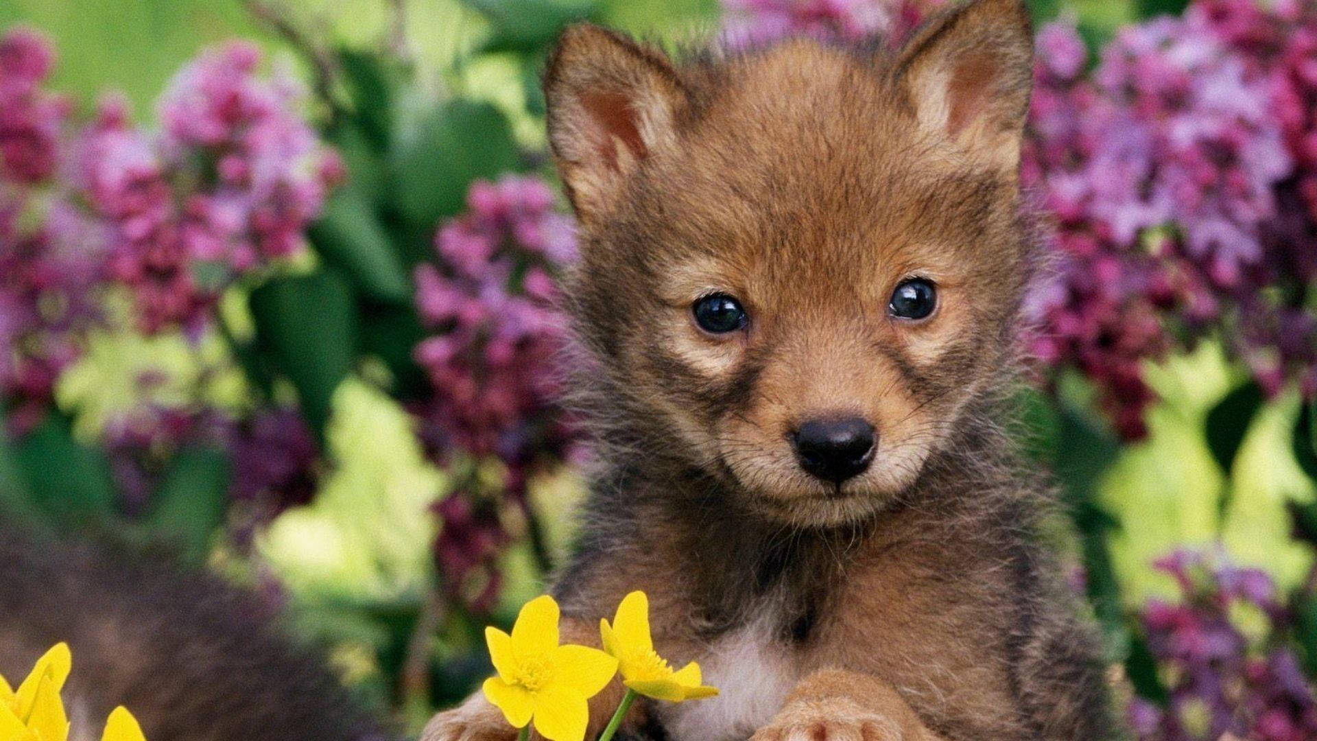 Cachorrode Animal Bébé Con Flores. Fondo de pantalla