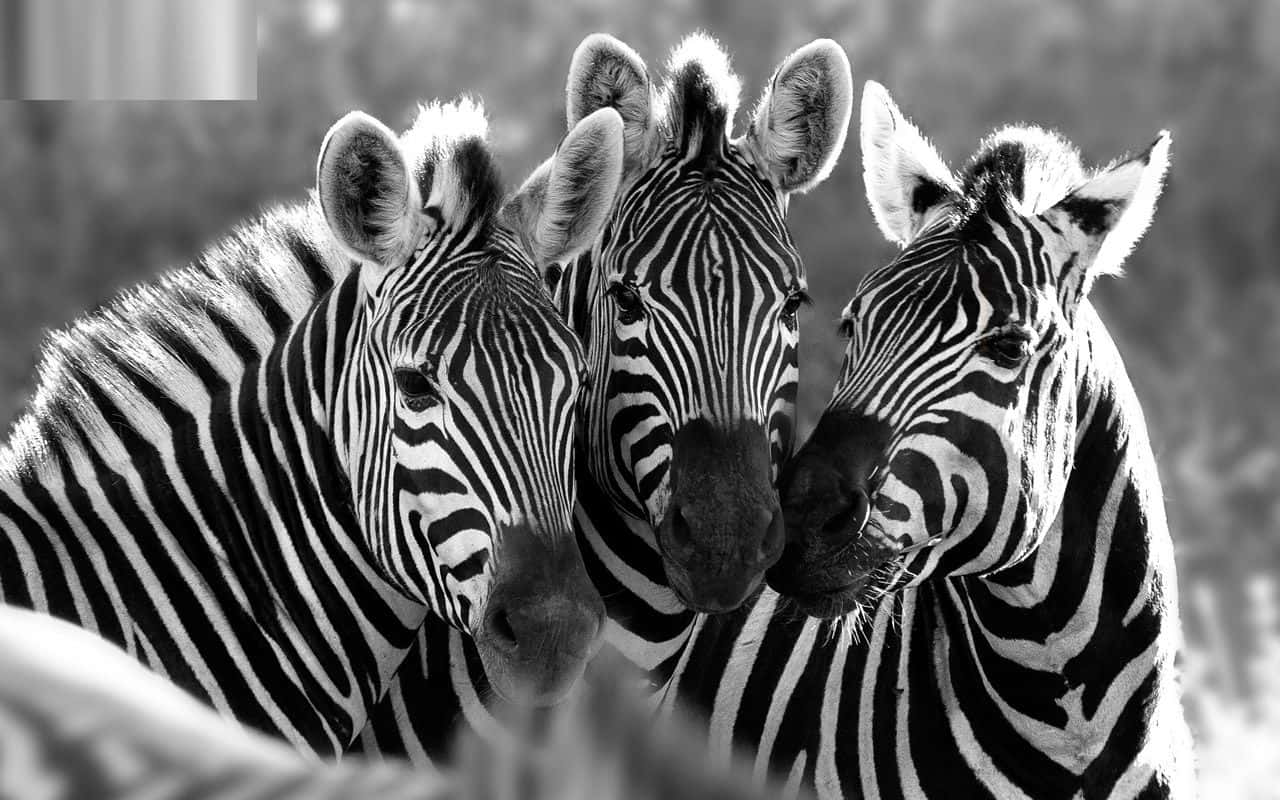 Zebrasstehen Zusammen.
