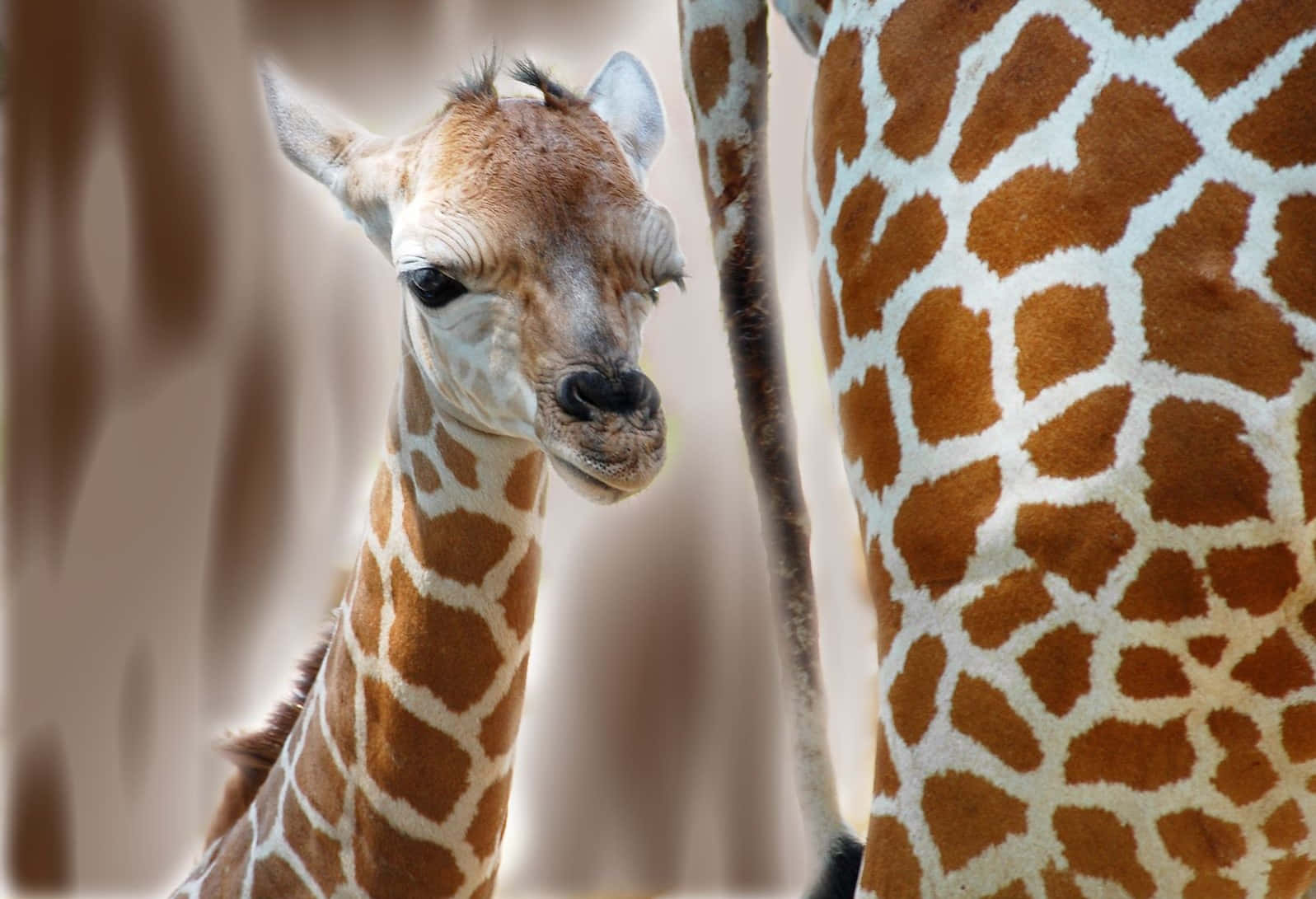 A Giraffe Is Standing Next To Another Giraffe
