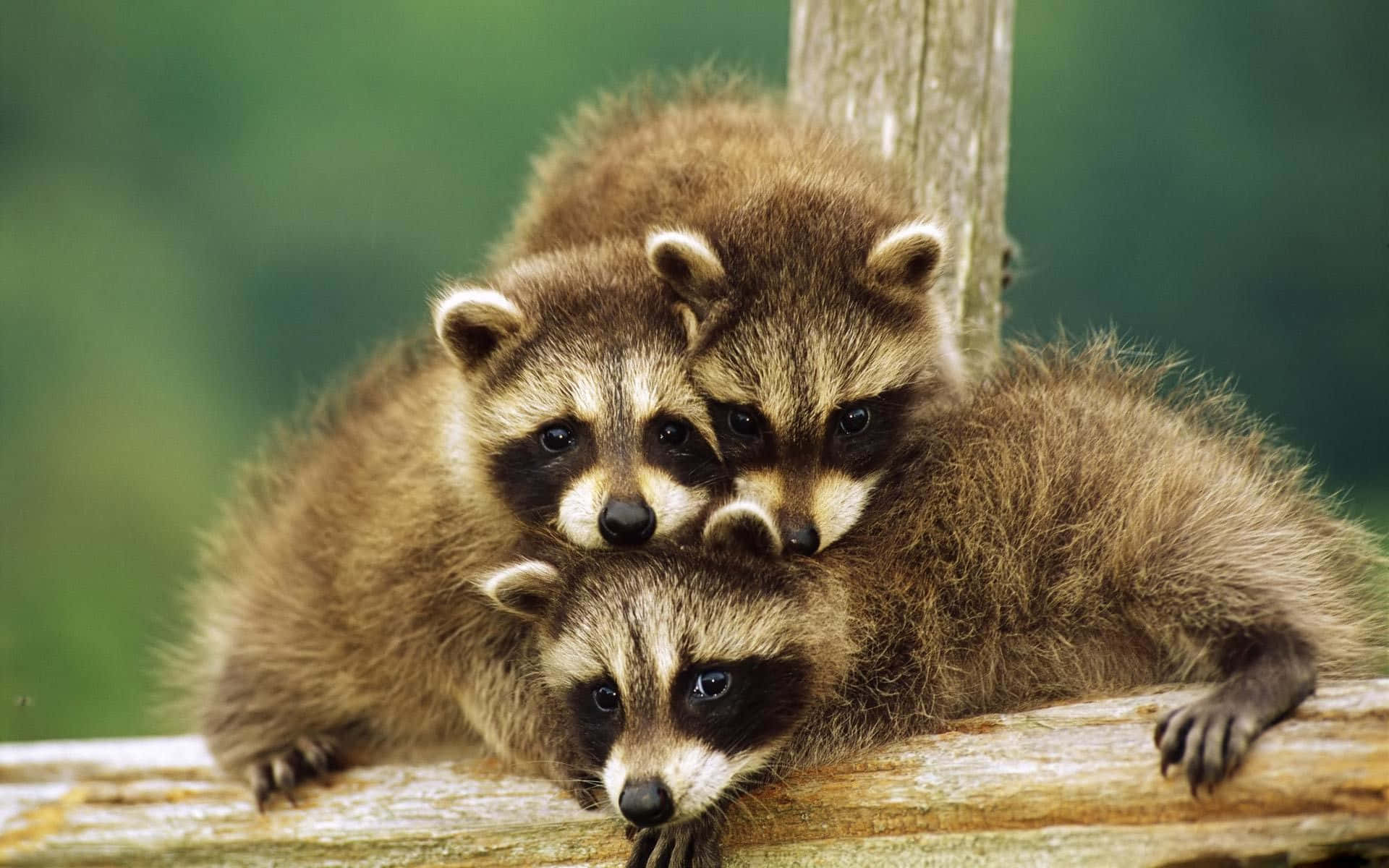 "Adorable Baby Animals on a Sunny Day"