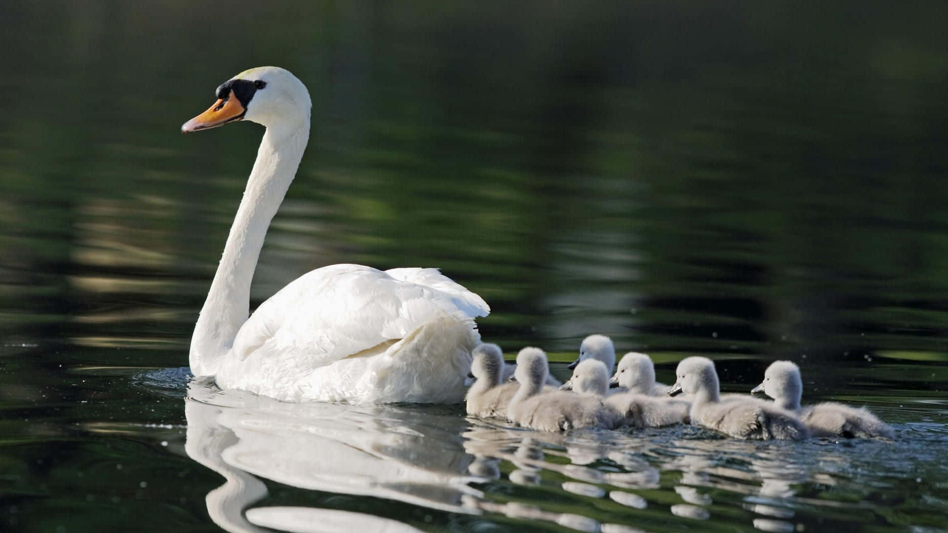 A White Swan With Its Babies Swimming In The Water