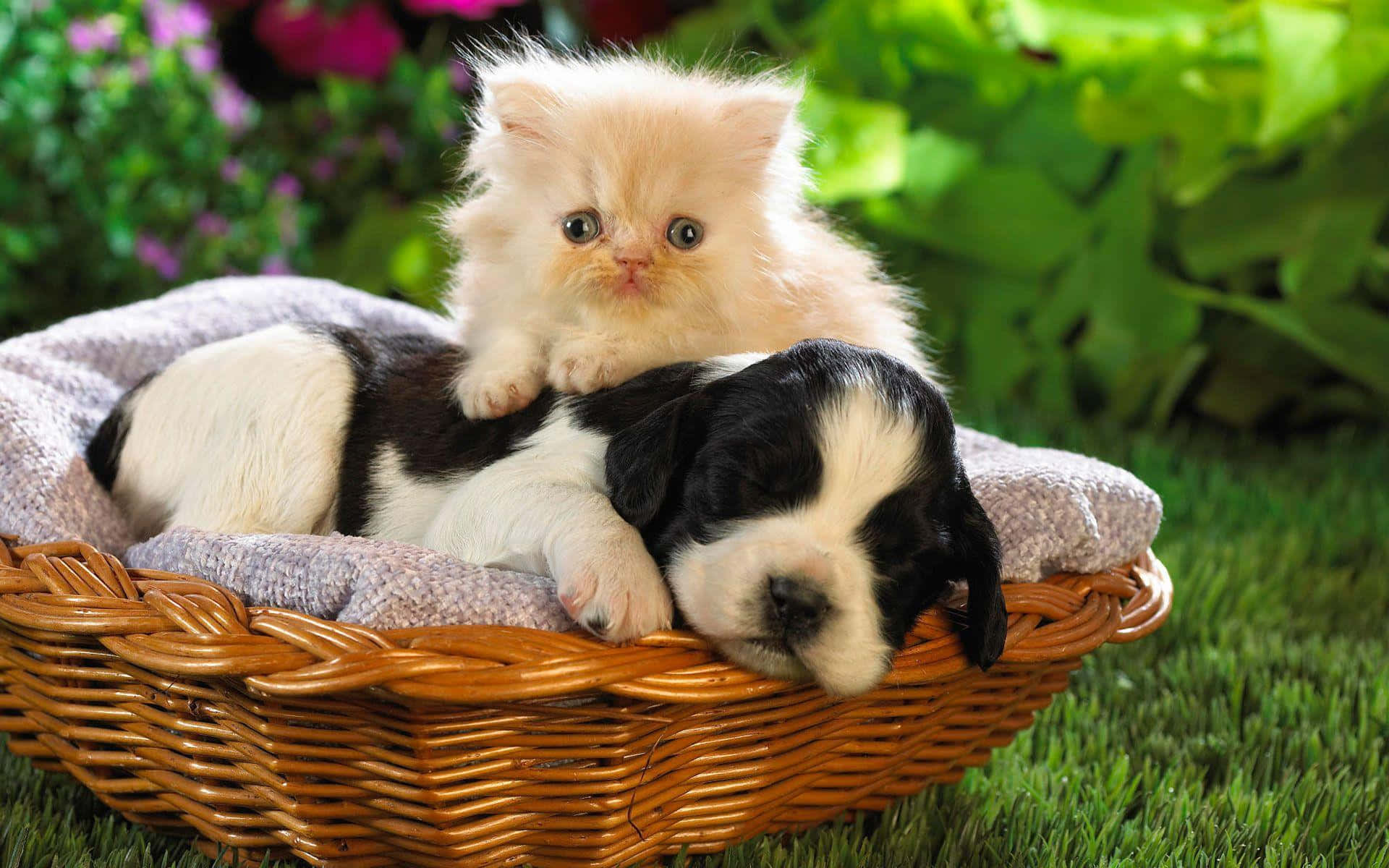 A Kitten And A Puppy In A Basket