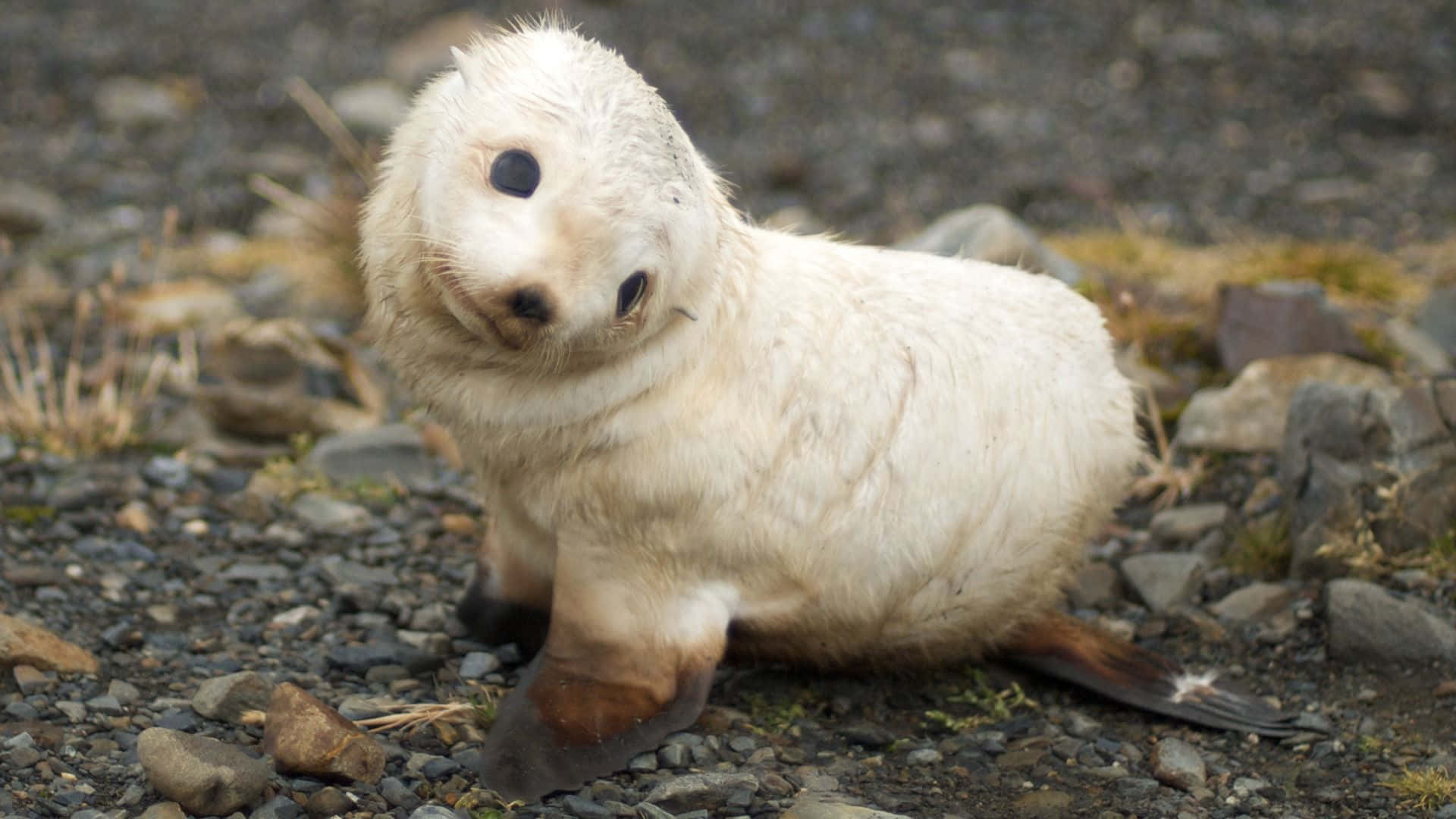 A Baby Seal Is Standing On A Rock