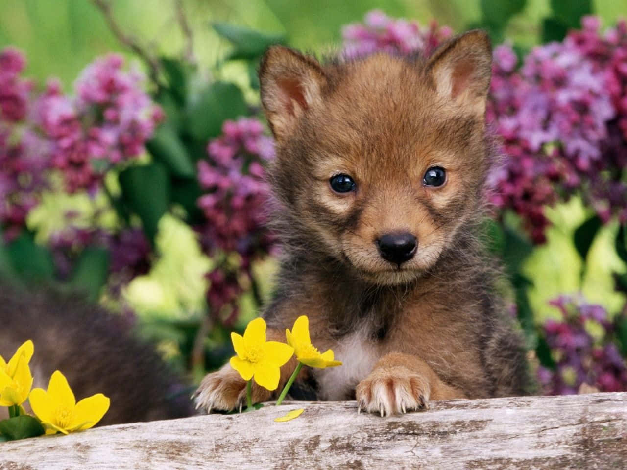 A Small Wolf Puppy Is Sitting On A Log With Yellow Flowers