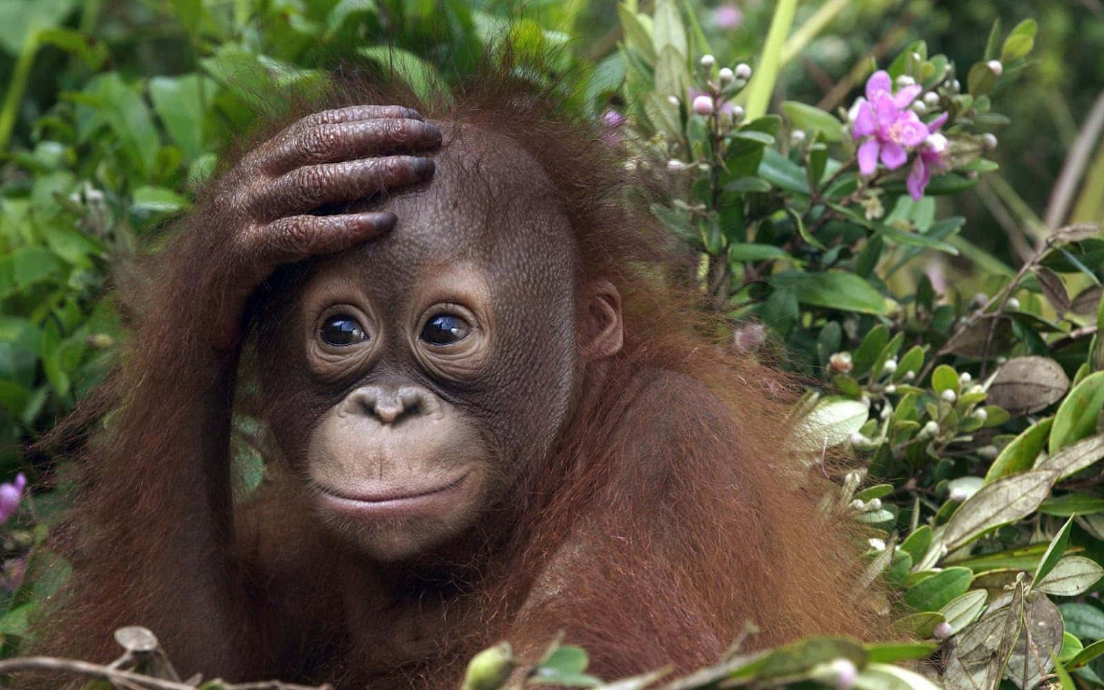 Orangutangbabyi Junglen.