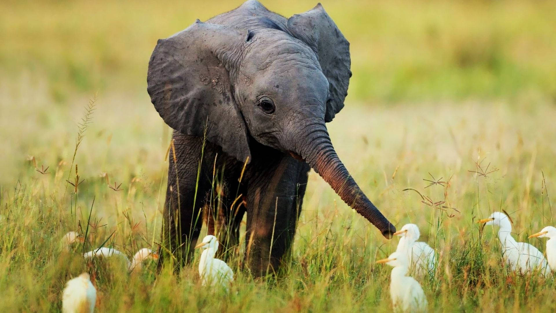 Baby Animals Elephant Playing With Ducks Wallpaper