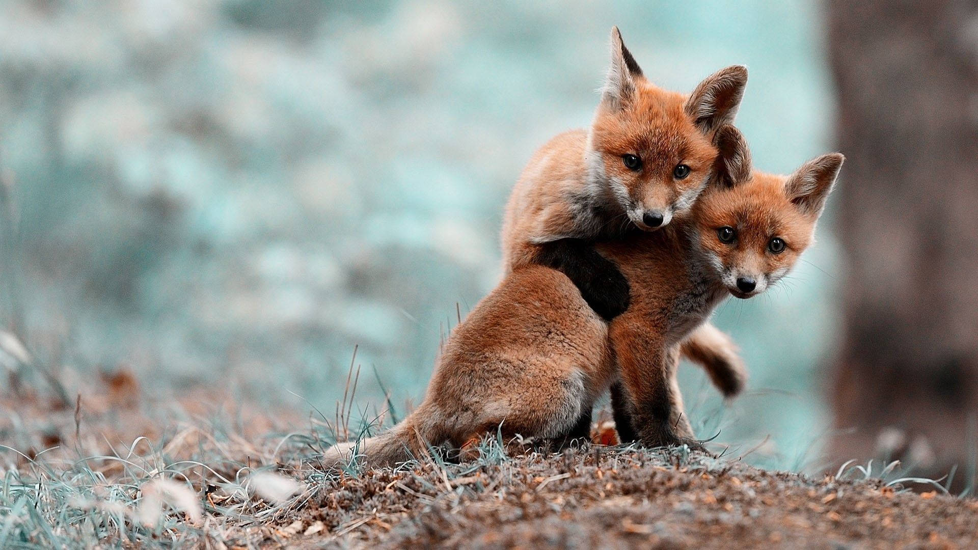 Baby Animals Foxes In The Woods Wallpaper