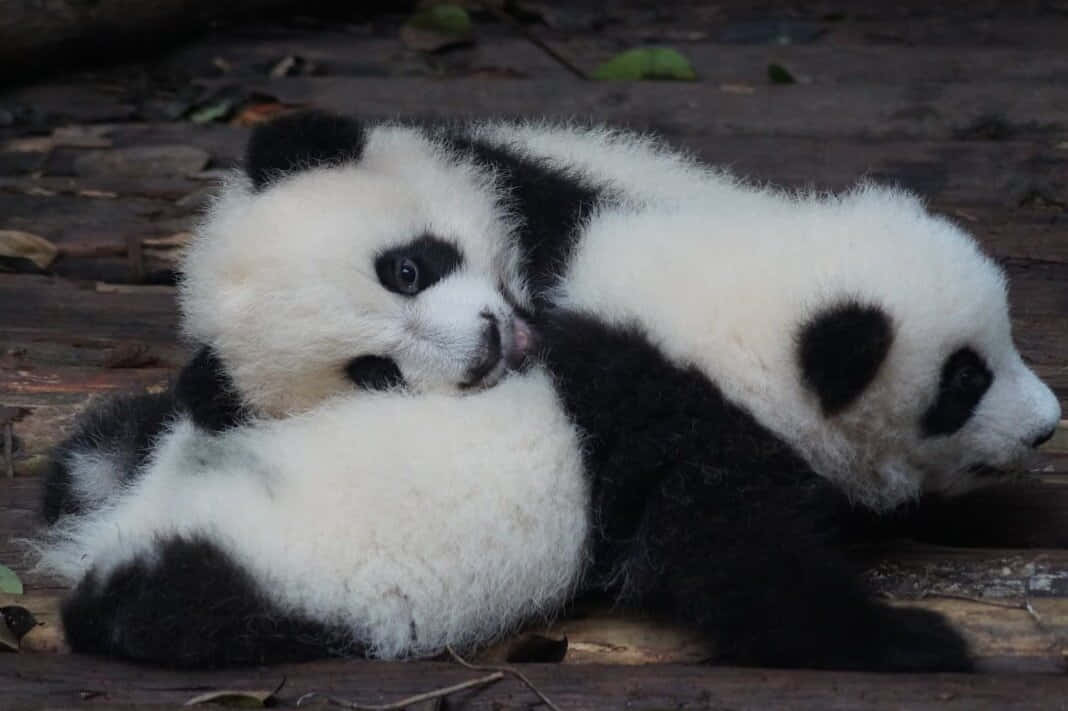 Sødtbillede Af Panda Med Nuttede Babydyr