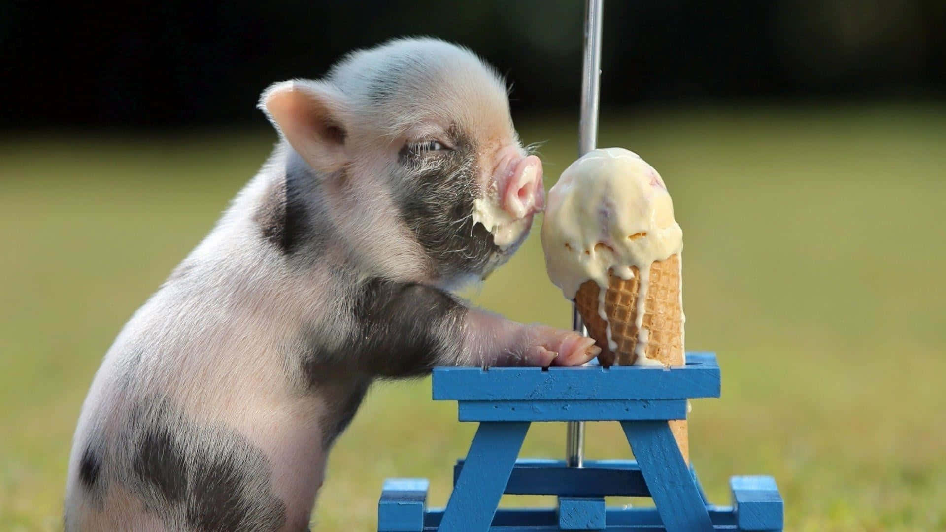 Baby Animals Piglet Eating Ice Cream Picture