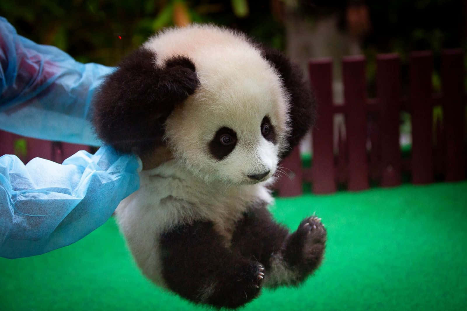 Sødtbillede Af Babydyr, Af En Nuttet Panda.