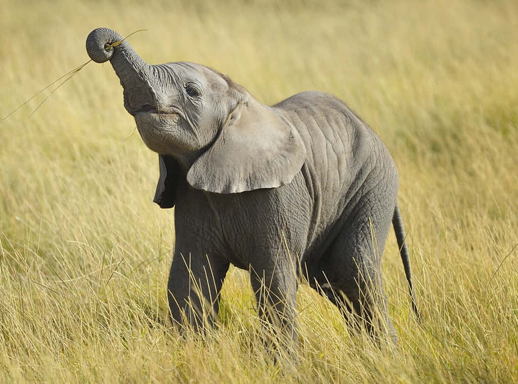 Baby Animals Elephant On Grass Picture