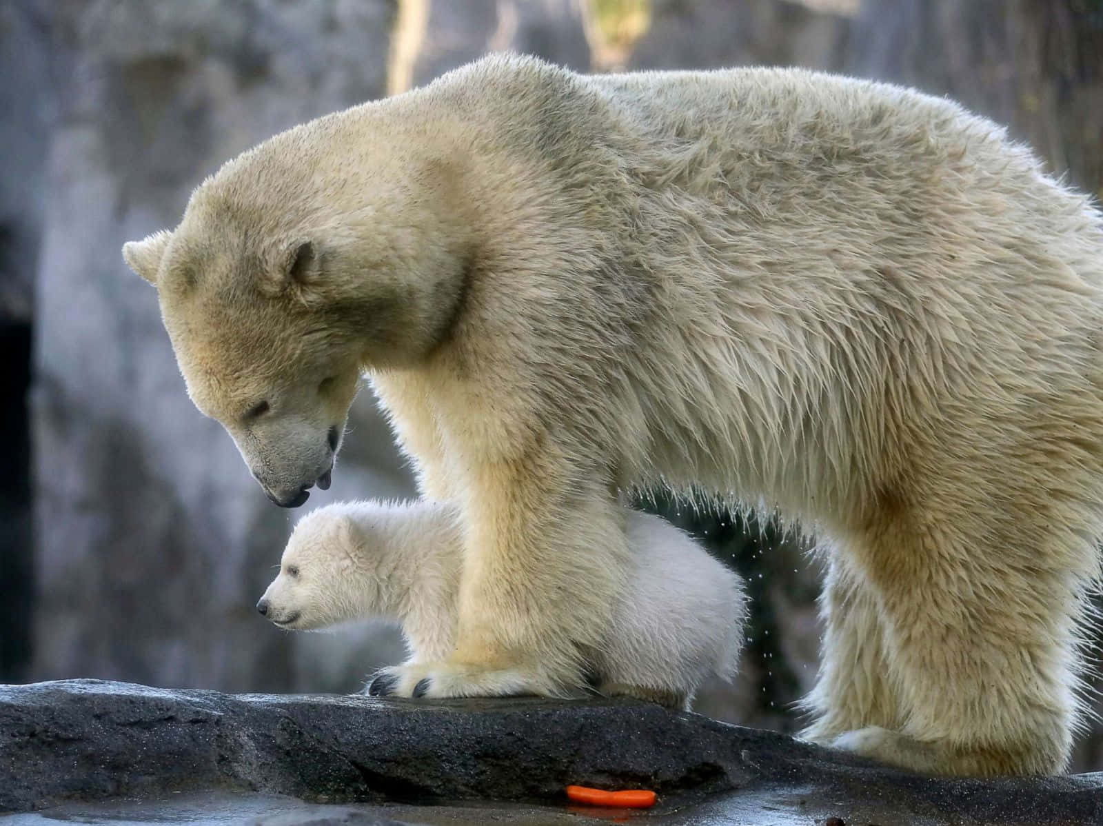 Immaginedi Una Mamma E Un Cucciolo Di Orso Polare
