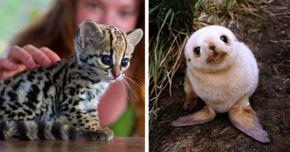 Immaginedi Cuccioli Di Animali: Leopardo E Foca