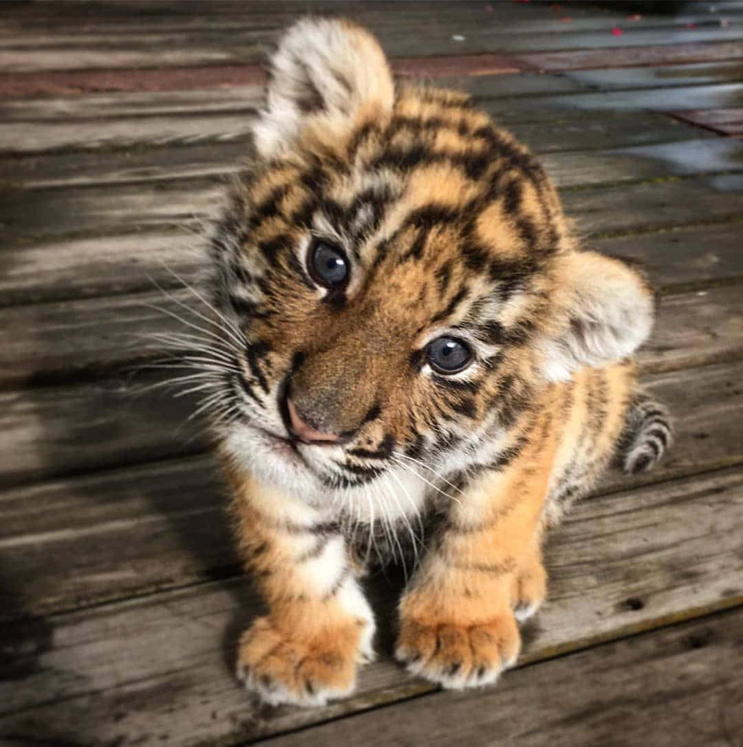 Baby Animals Tiger On Wood Picture