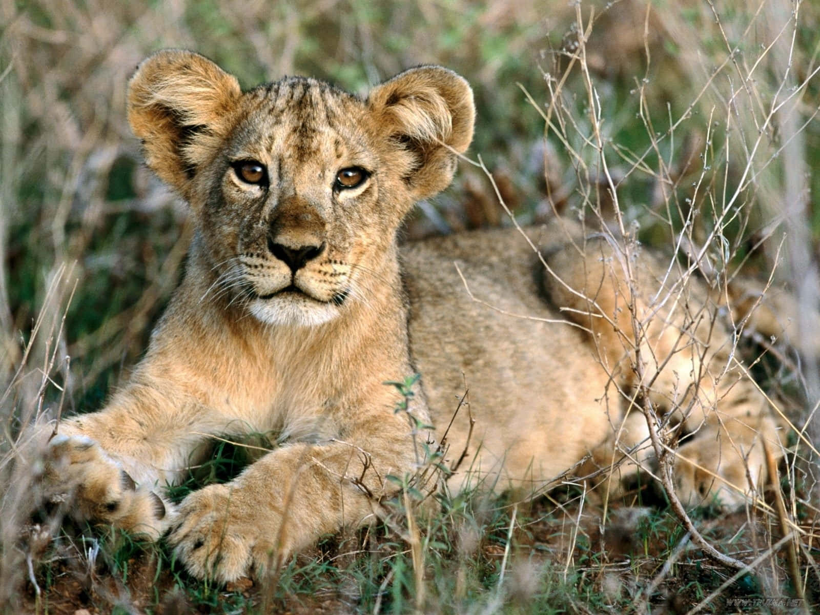 Bildpå Unga Djur - Asiatiskt Lejon