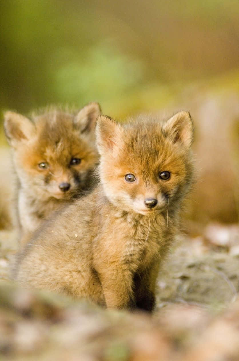 Kit Fox Baby Animals Picture