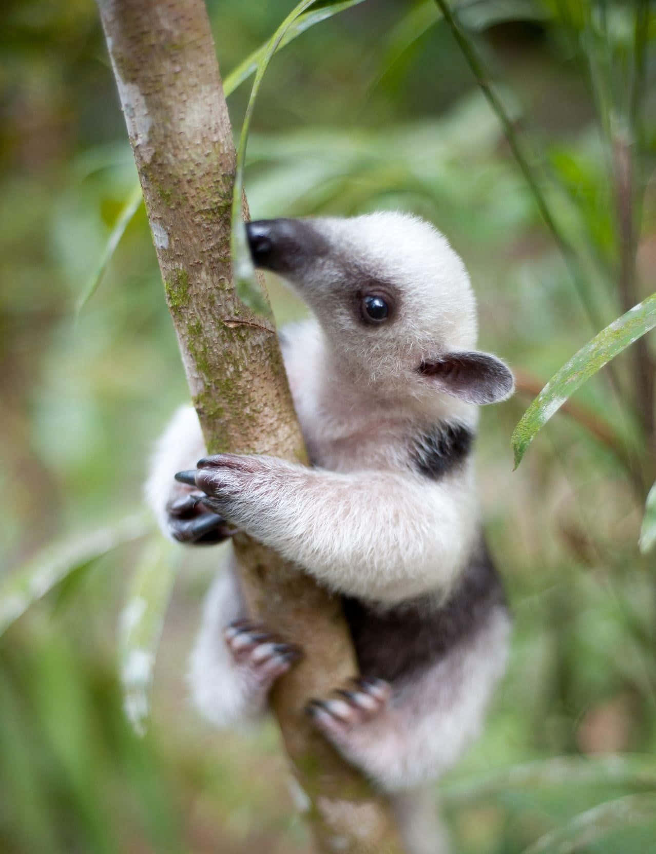 Bébé Fourmilier S'accrochant À Un Arbre Fond d'écran