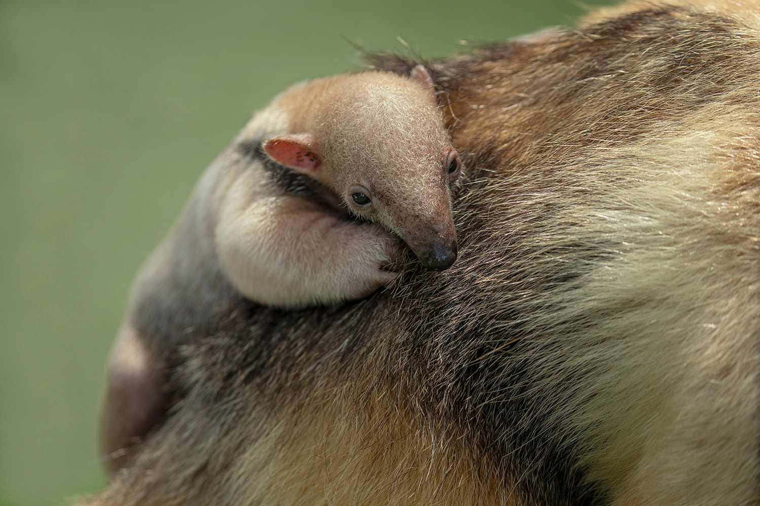 Baby Anteater Restingon Mother Wallpaper