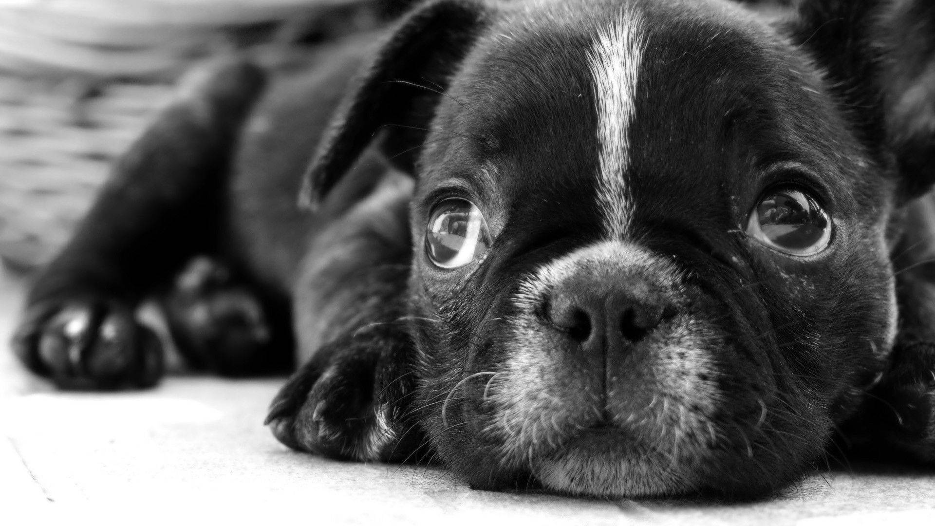 Baby Black And White Dog With Puppy Eyes Wallpaper