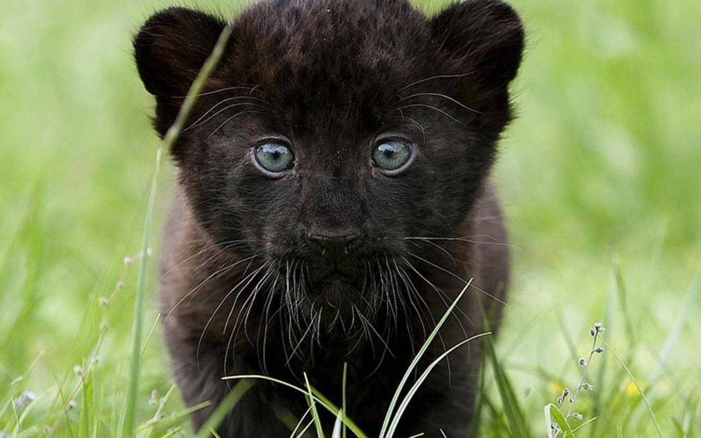 Baby Black Panther Animal