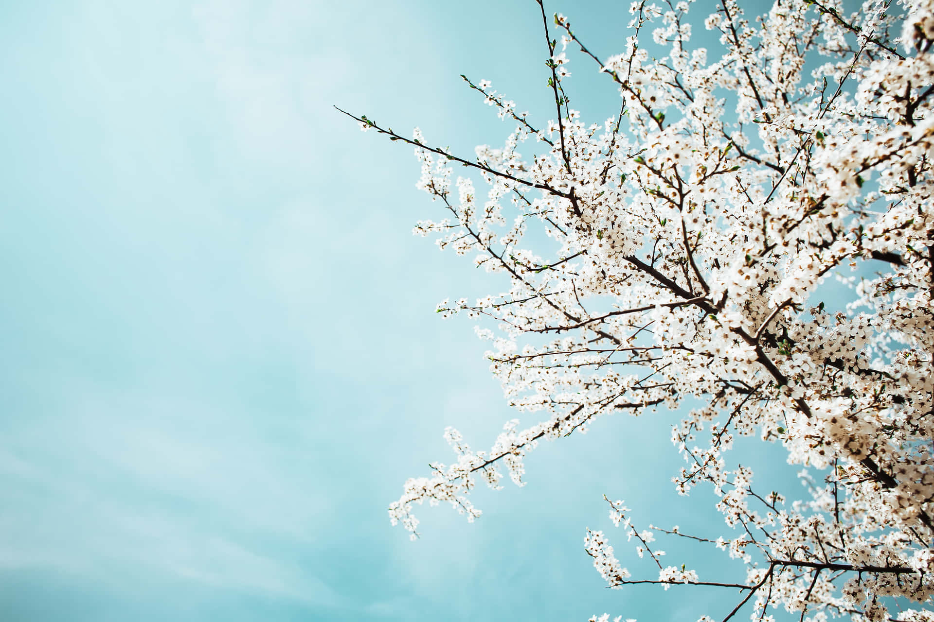 Baby Blue Light Blue Aesthetic Cherry Blossoms Photography Wallpaper