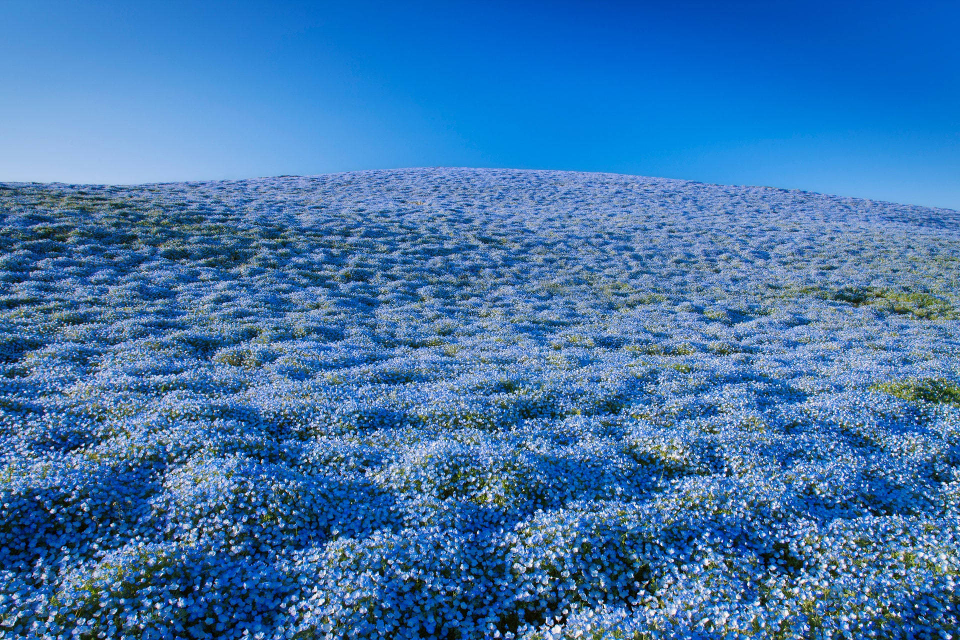 Baby Blue Nemophilas Flower Field Wallpaper