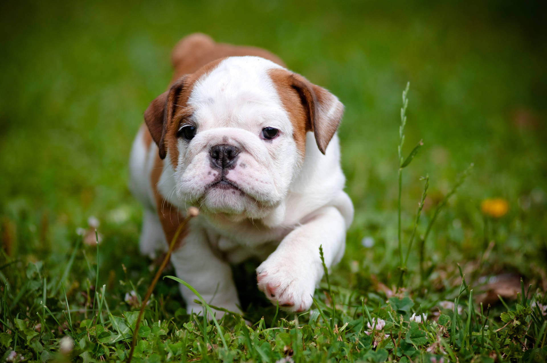 Cucciolodi Bulldog Che Cammina Sull'erba. Sfondo