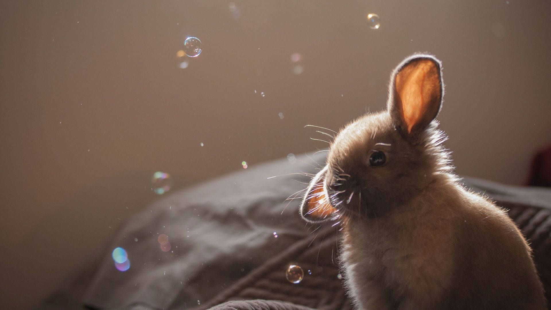 Baby Bunny And Bubbles Wallpaper
