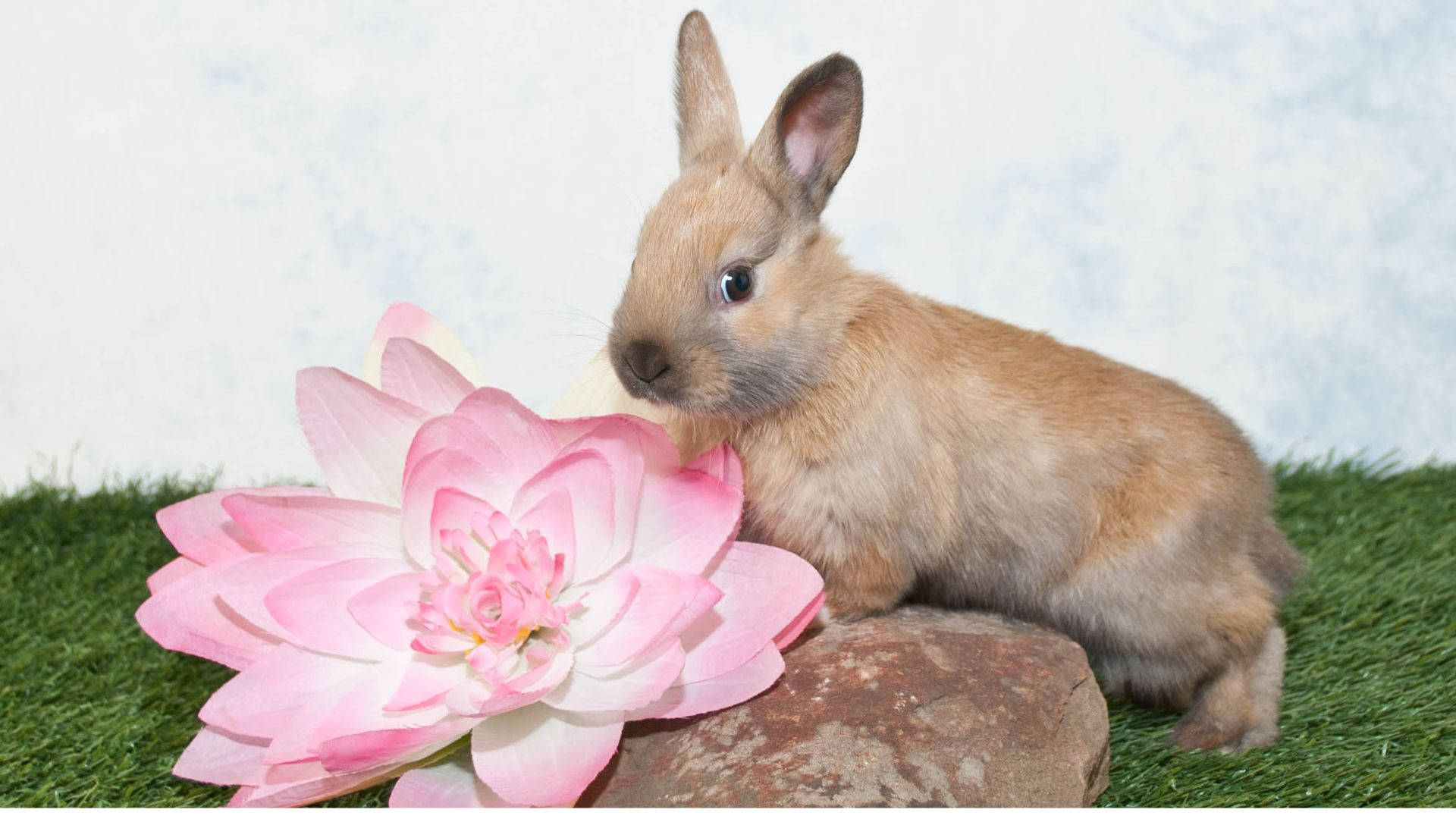 Baby Bunny With A Pink Flower Wallpaper