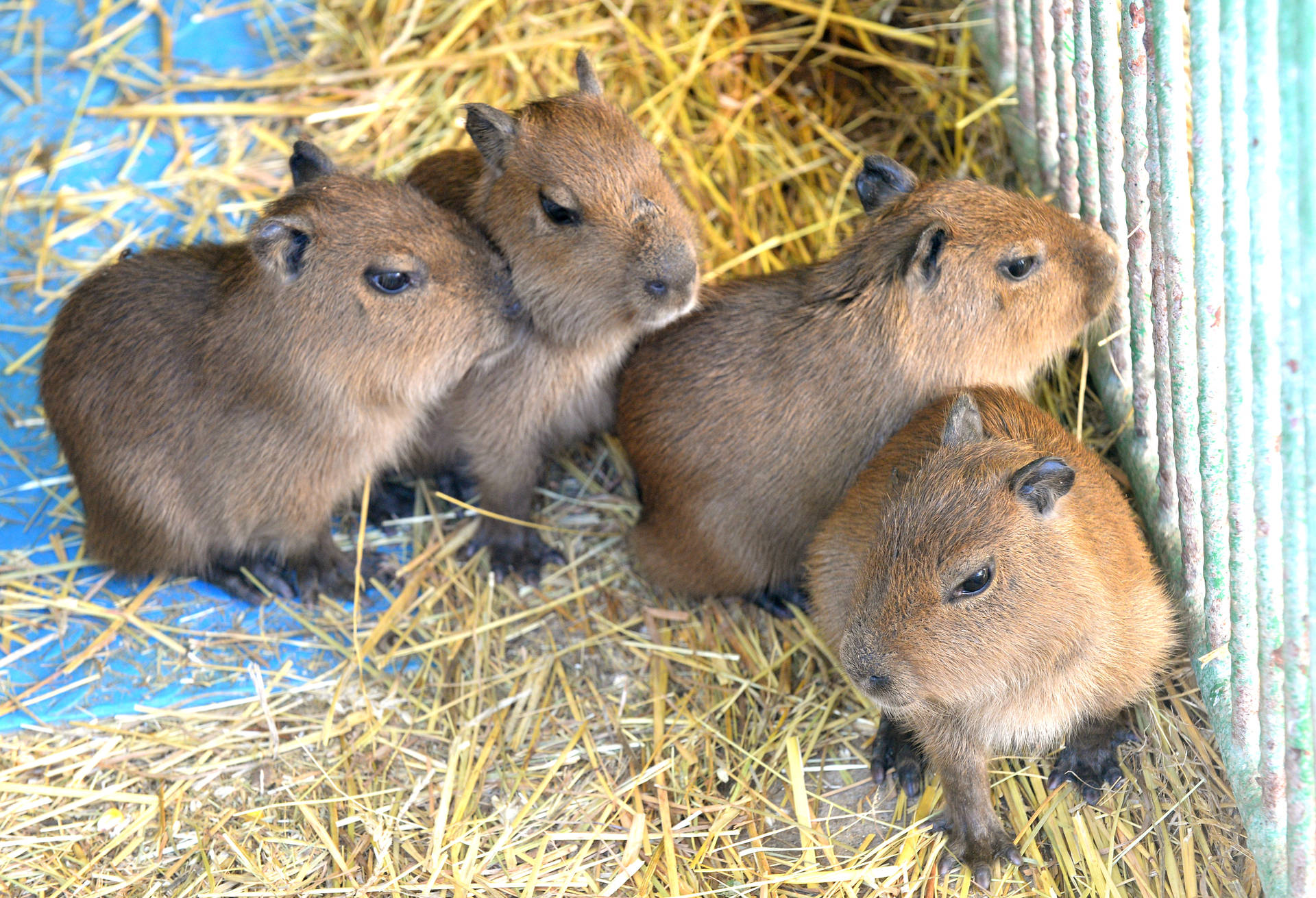 Baby Capybara Nest Wallpaper