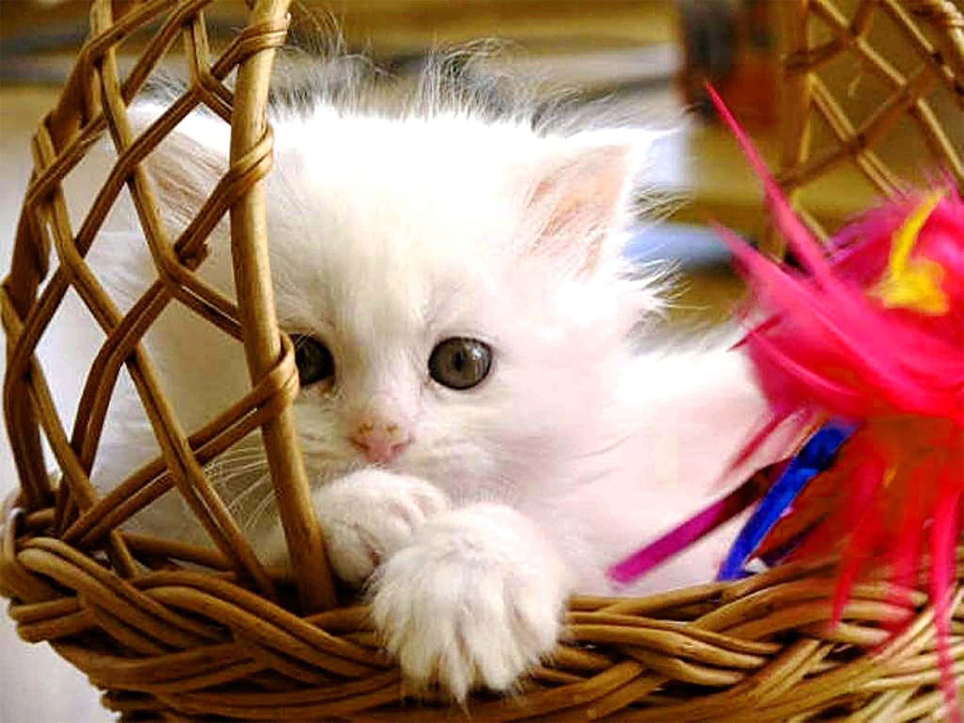 White Kitten In A Basket
