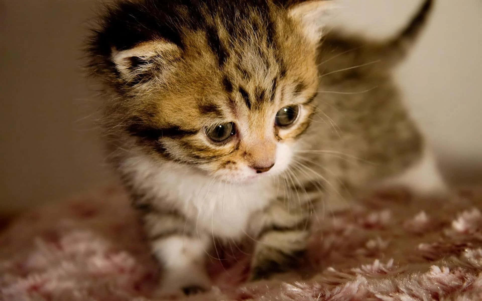 Awwww, such a cute little baby cat!