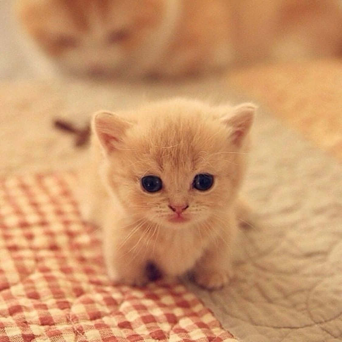 "The Cutest Baby Cat"