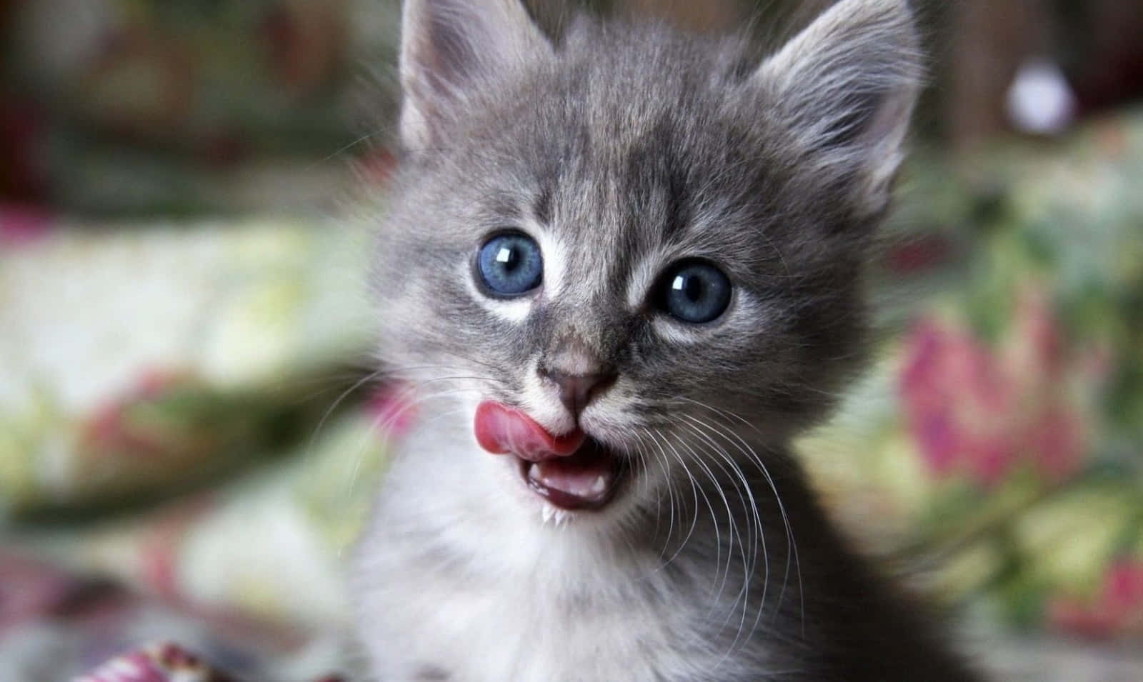 Image  Cute Baby Cat