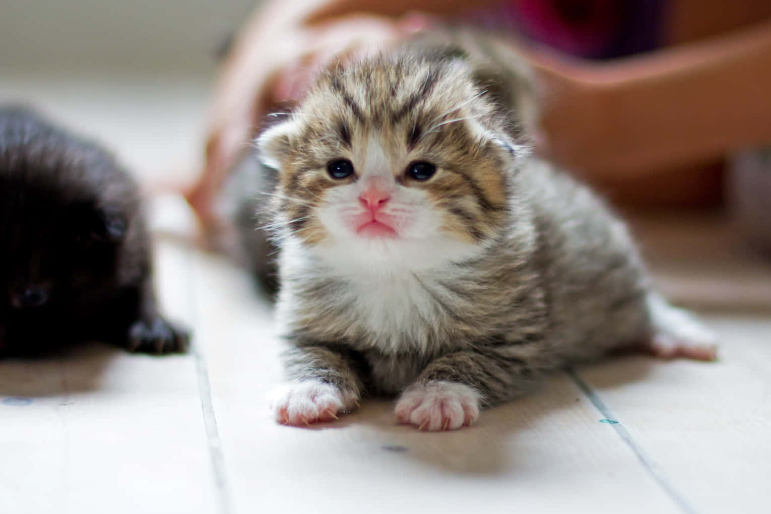 Aww! Adorable Baby Cat