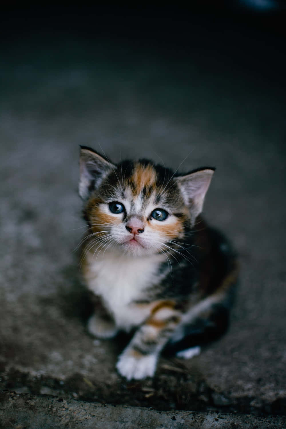 Adorable Baby Cat Looks Ready for a Cuddle