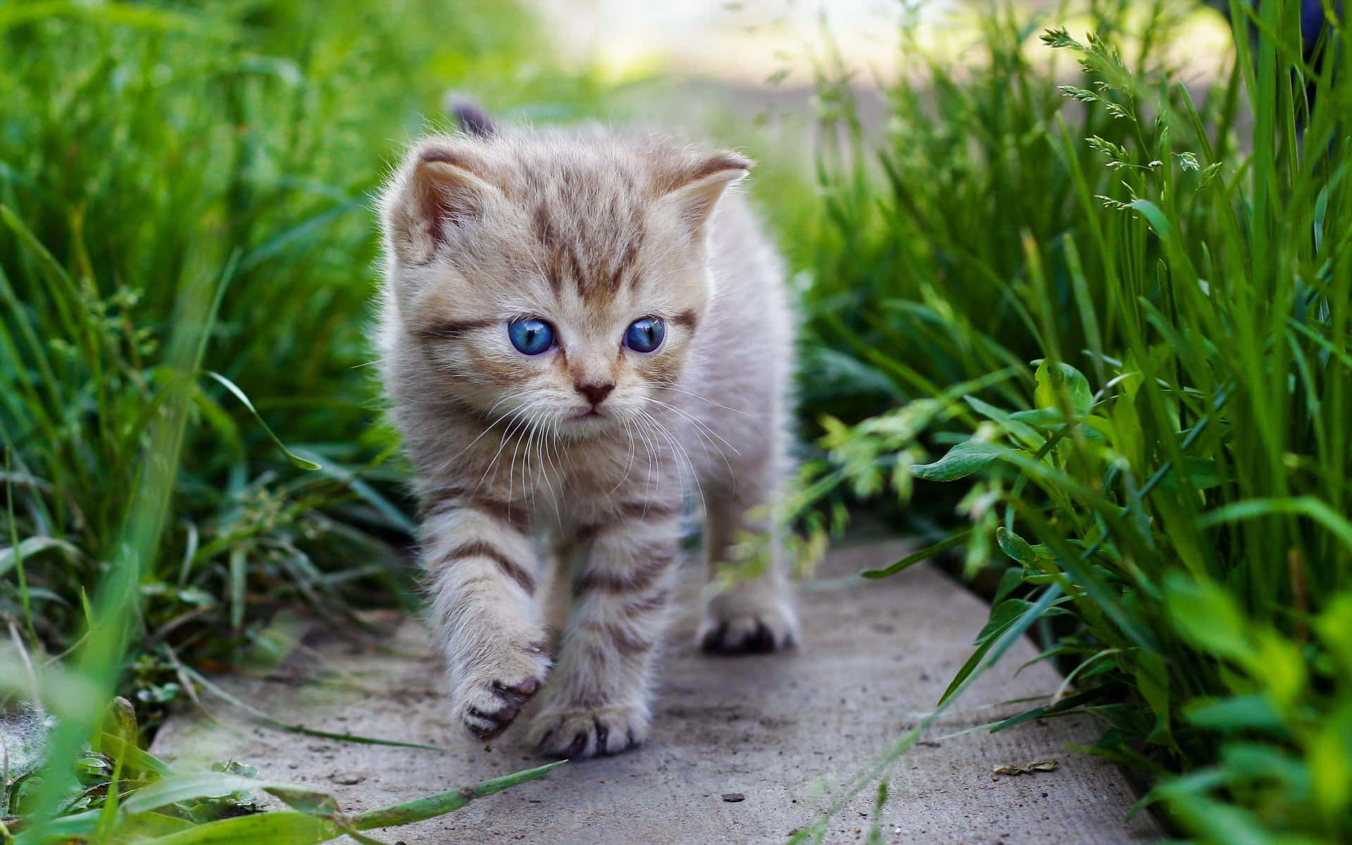 Adorable Baby Cat