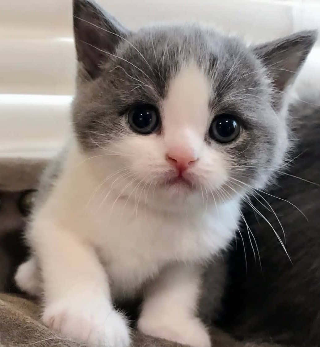 A sweet and adorable baby cat purrs