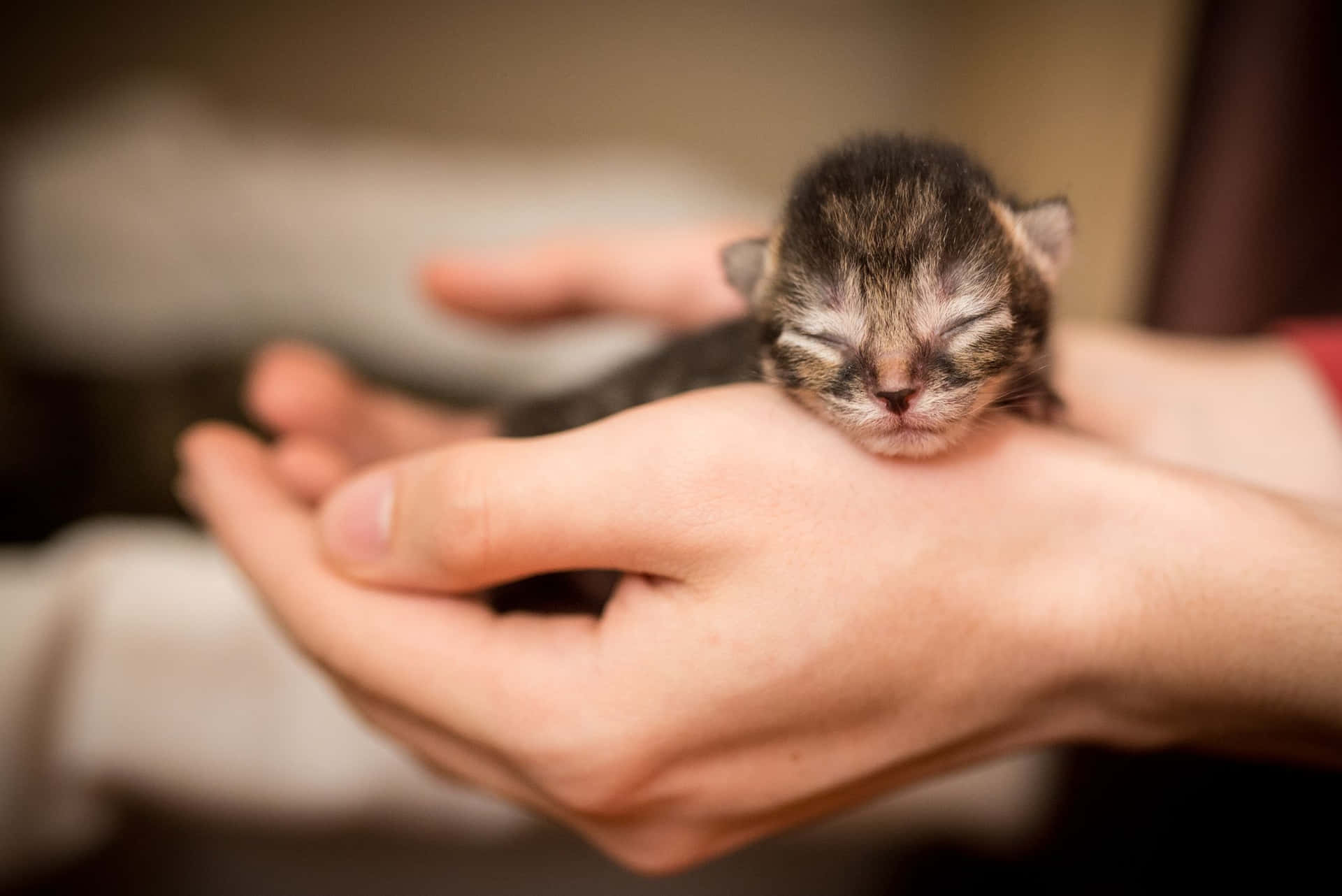 Aww, How Cute! This Adorable Baby Cat is Ready to Brighten Your Day!
