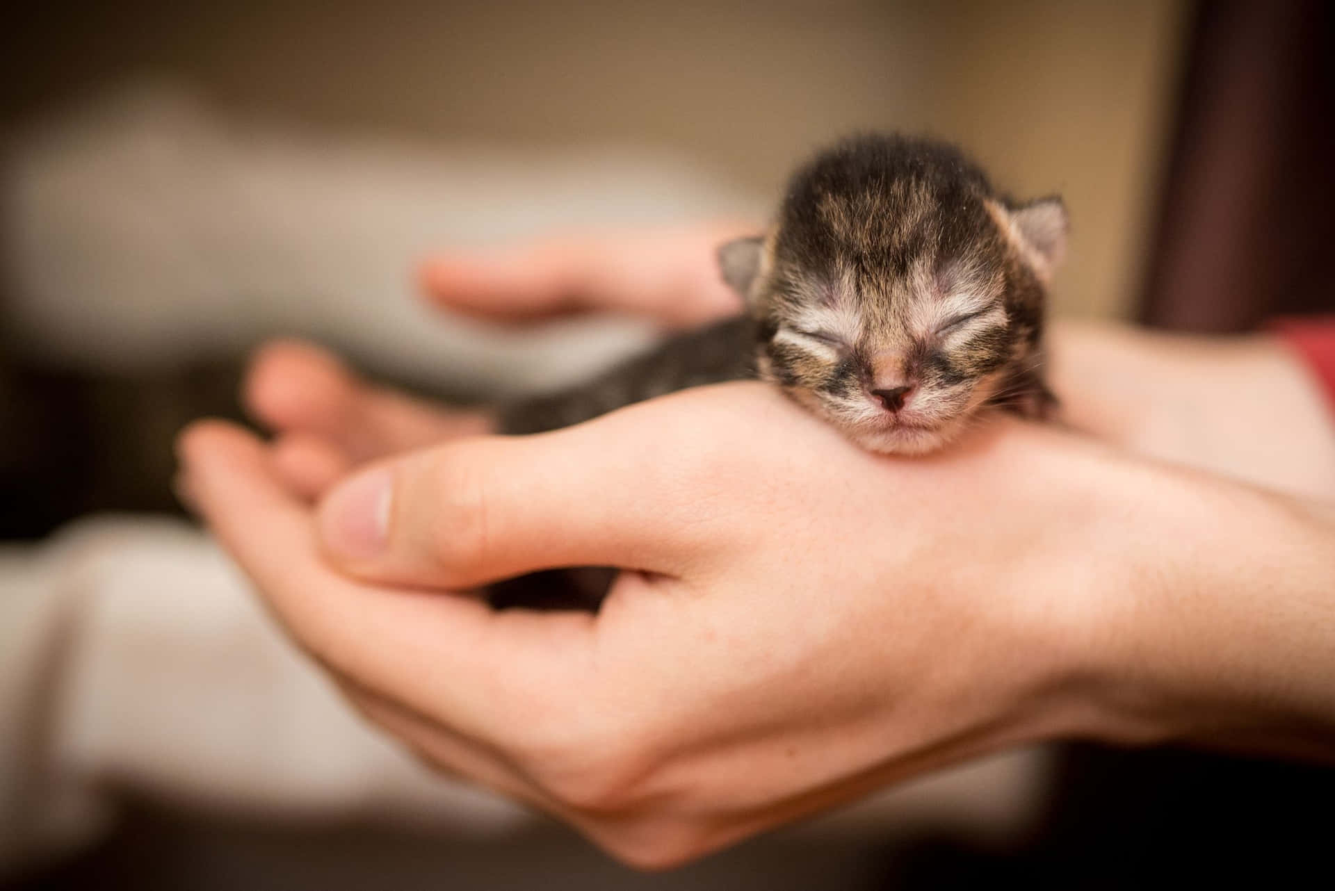 Aww,quanto È Carino! Questo Adorabile Gattino È Pronto A Illuminare La Tua Giornata!